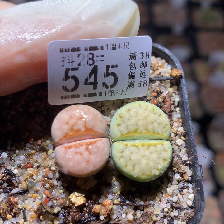 精品生石花28.545