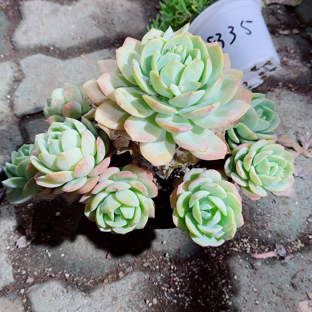 郊区大号多肉植物