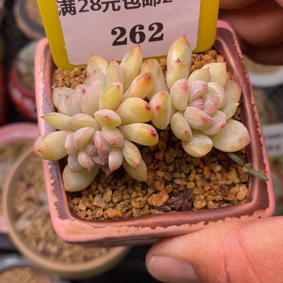 2262厚梦缀化多肉植物