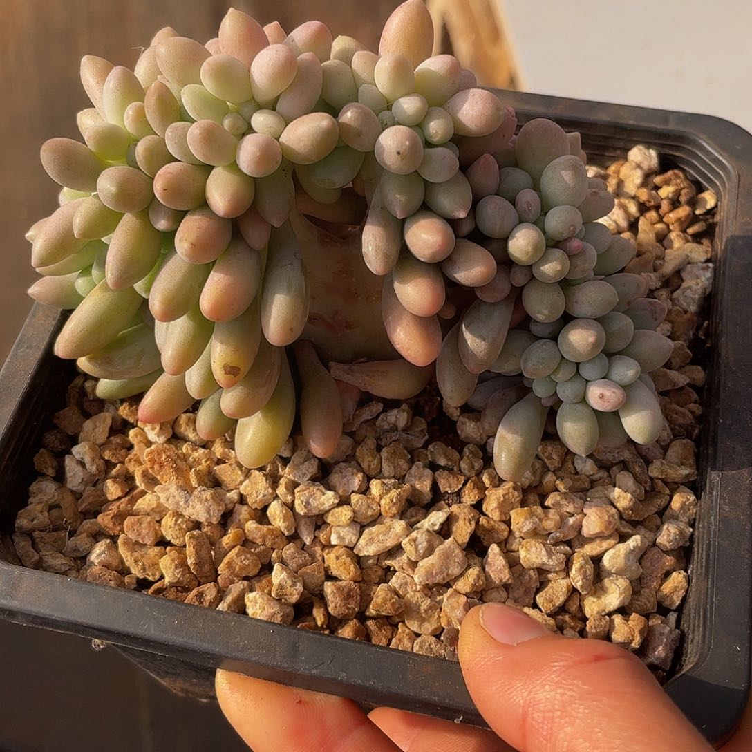 ?****y汤圆缀多肉多肉多肉