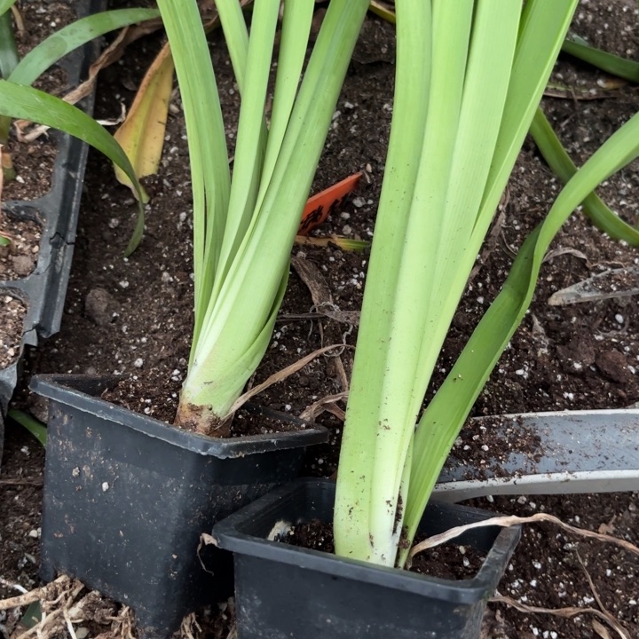 无花朵咔*兔笑脸俩盆原盆原土2729