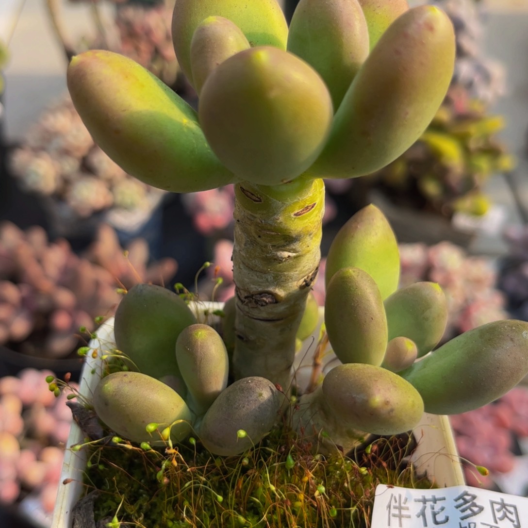 371芒果奶6cm植物