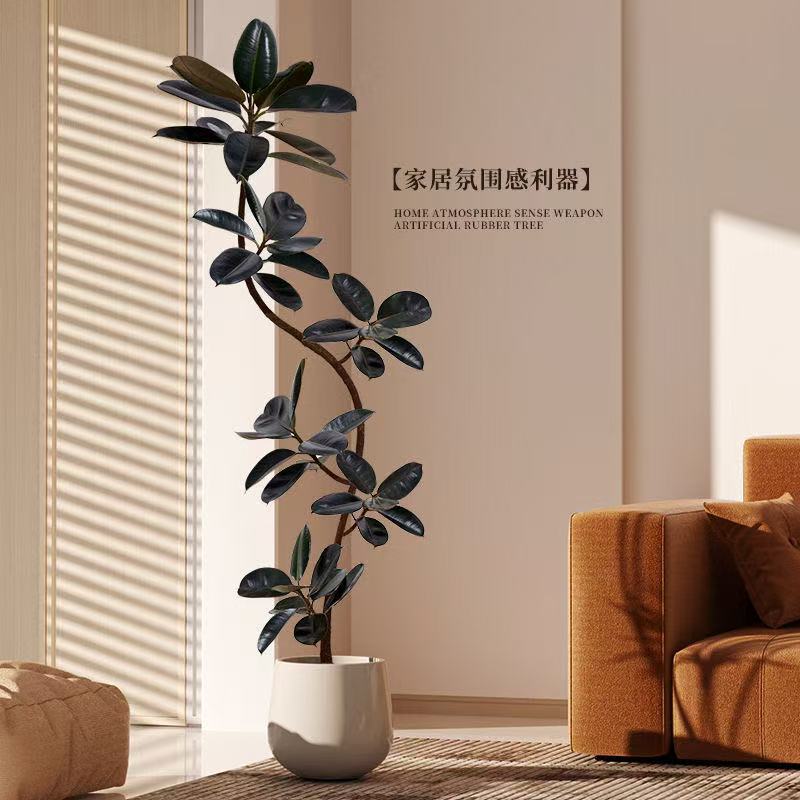 黑金刚橡皮树一物一拍网红绿植客厅办公室懒人绿植简单好养活