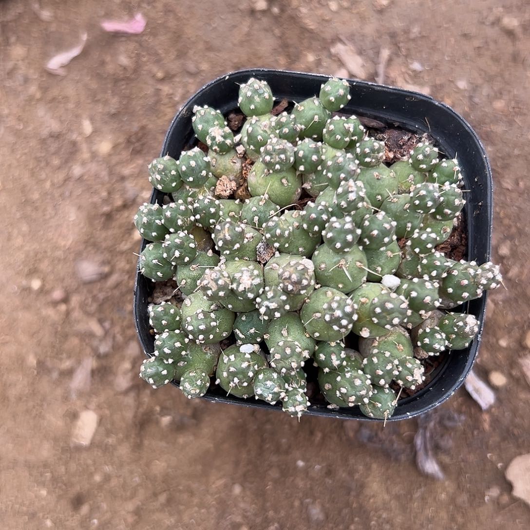 多肉植物多肉植物