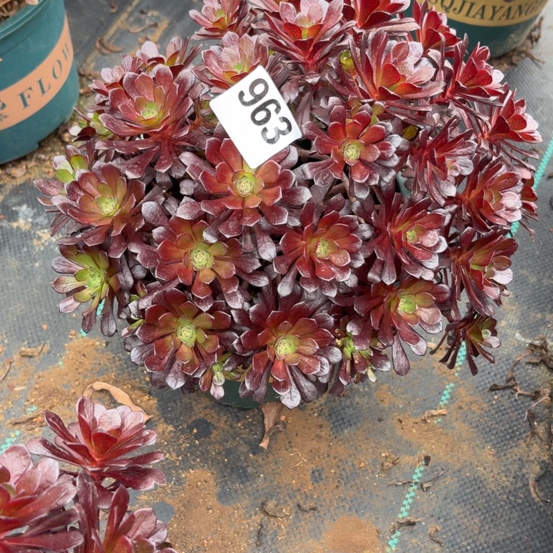 963黑珍珠多肉植物福利