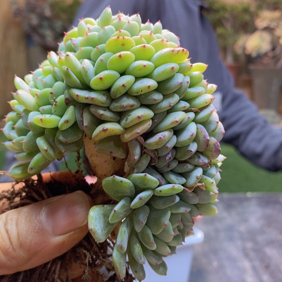 默*C158号白胖子缀