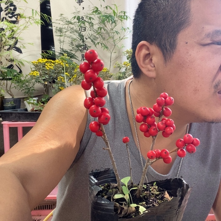 惜***缘以实际为准盆景绿植盆栽26