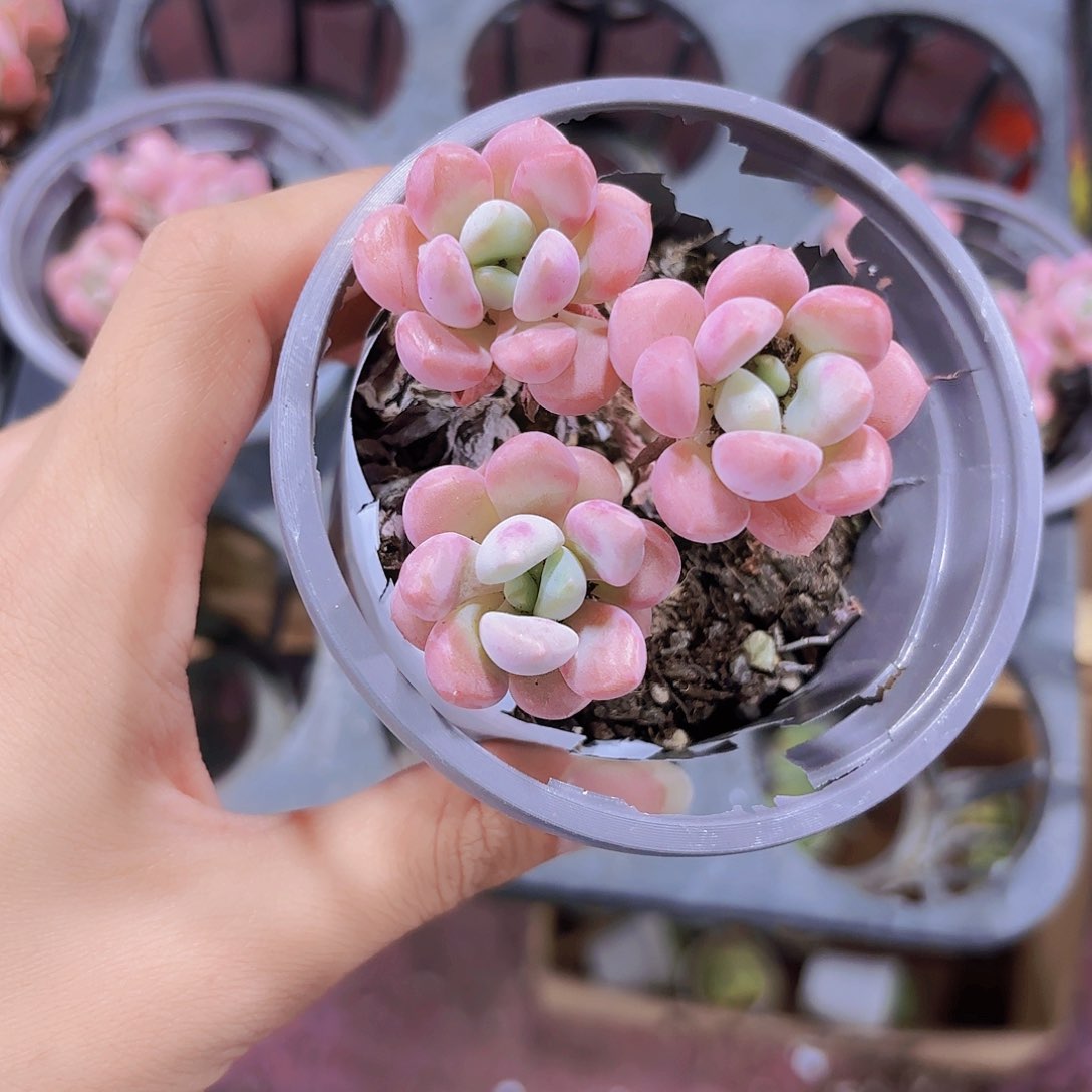 精品花斑鹿多肉植物