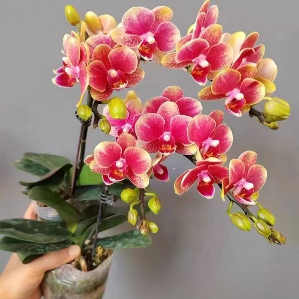 金蝶精品蝴蝶兰四季易养基地花卉绿植客厅带花带花苞盆栽