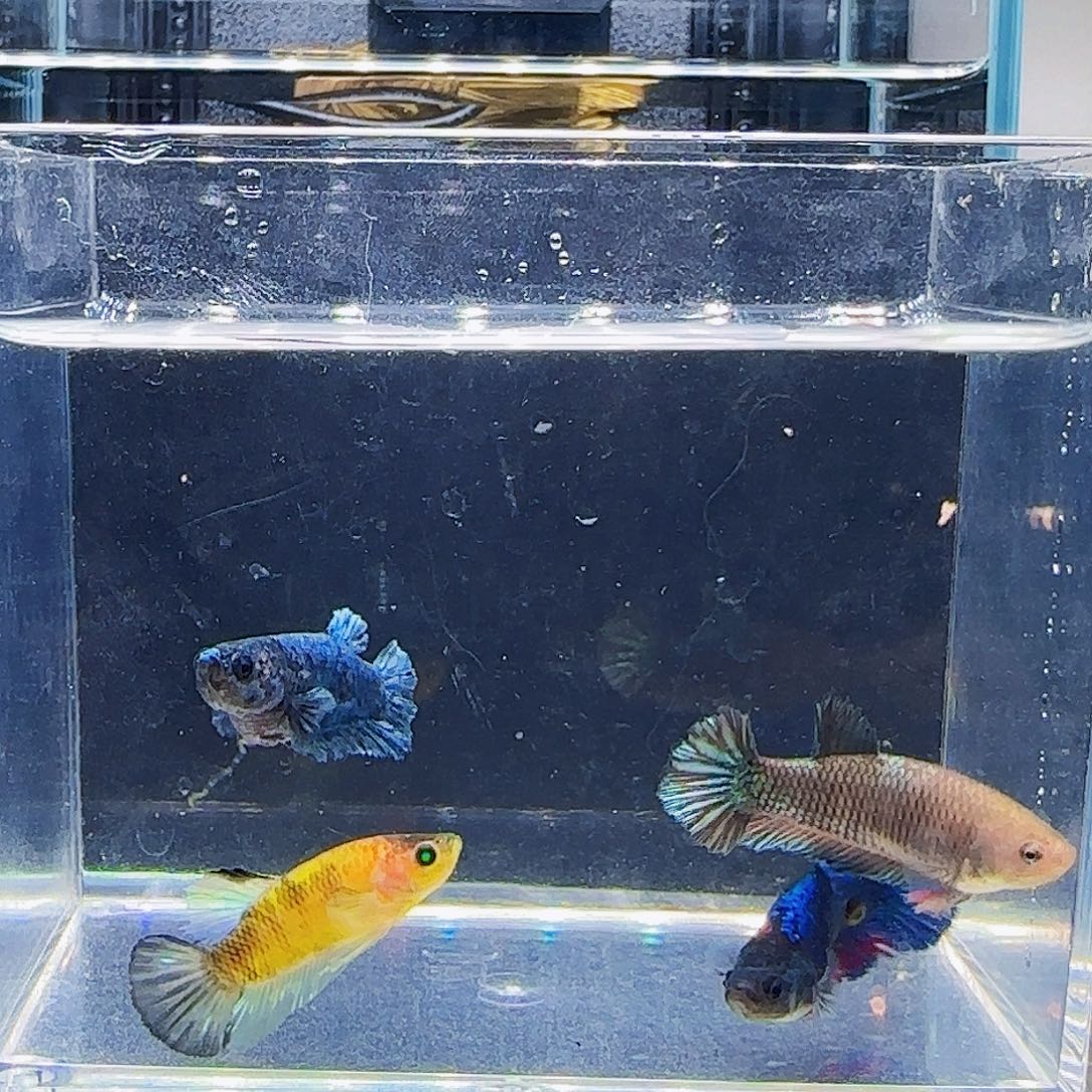 斗鱼活体观赏鱼好养耐活