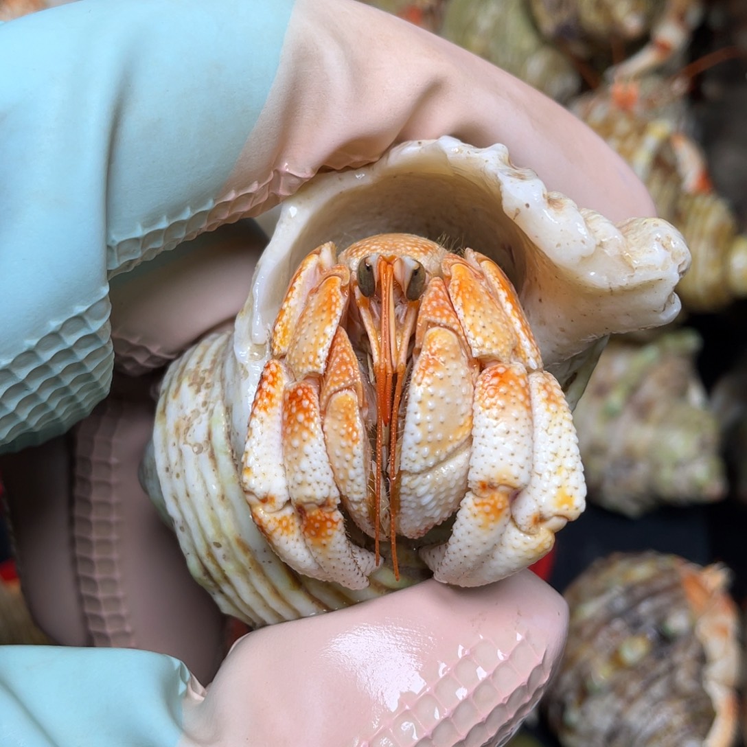 6号，1.8口毛球寄居蟹