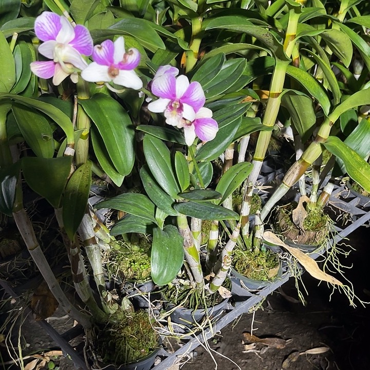 当前无花朵，栽培后可花朵大盆兔莉莉324