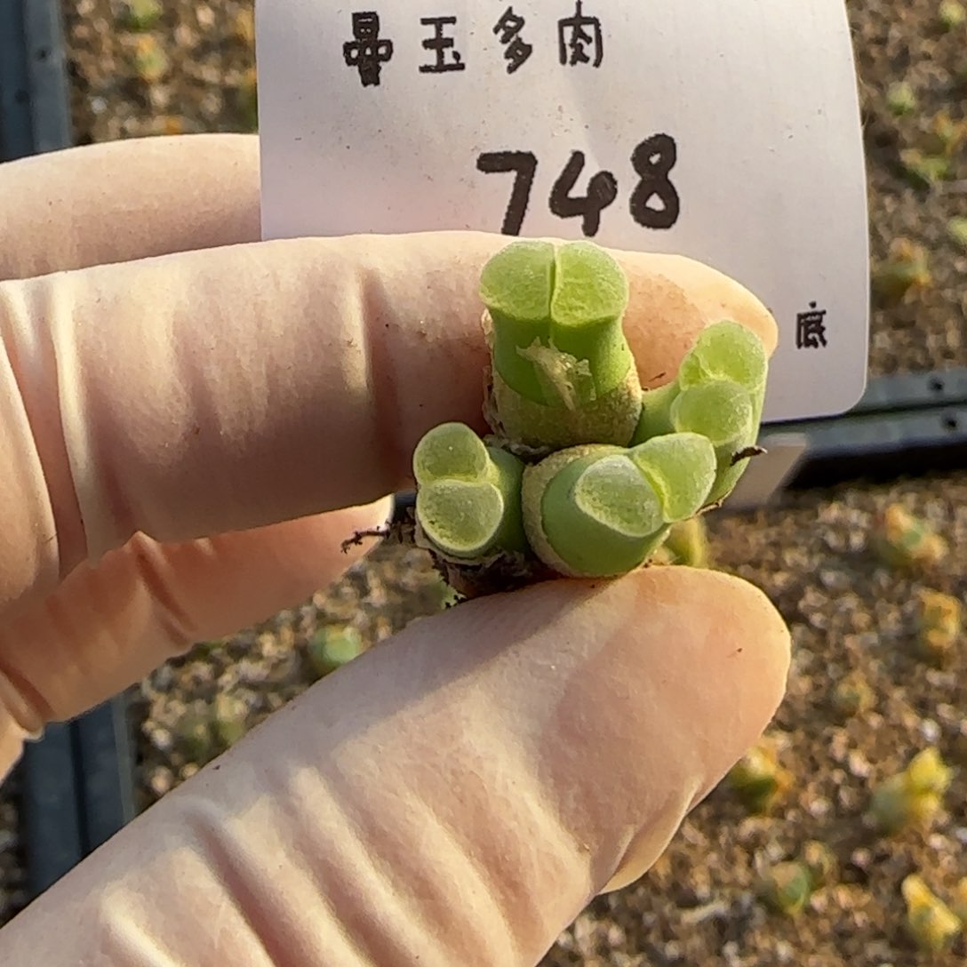 ?****a多肉多肉多肉3.30-748