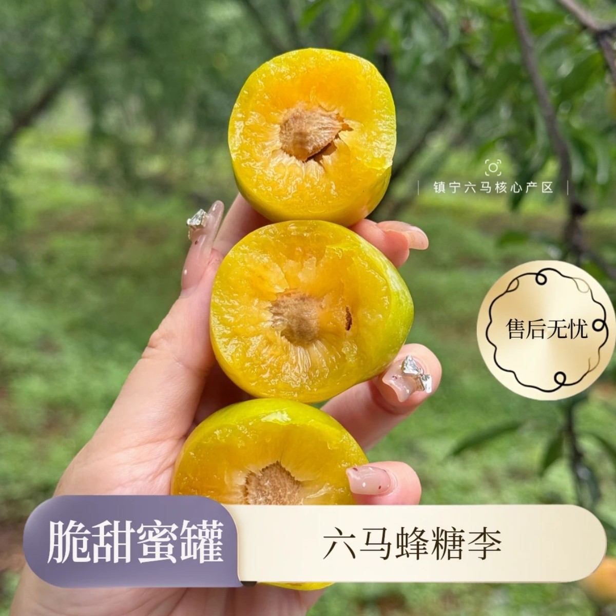 【贵州六马蜂糖李】次日达 正宗六马蜂糖李 青皮黄肉 脆甜(2/3/5斤)贵州省