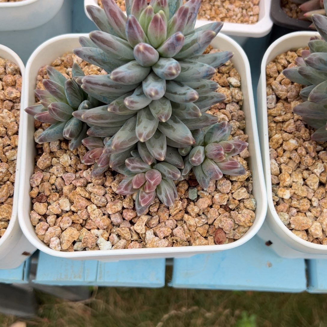 周***y乌拉克拉多肉一物一拍