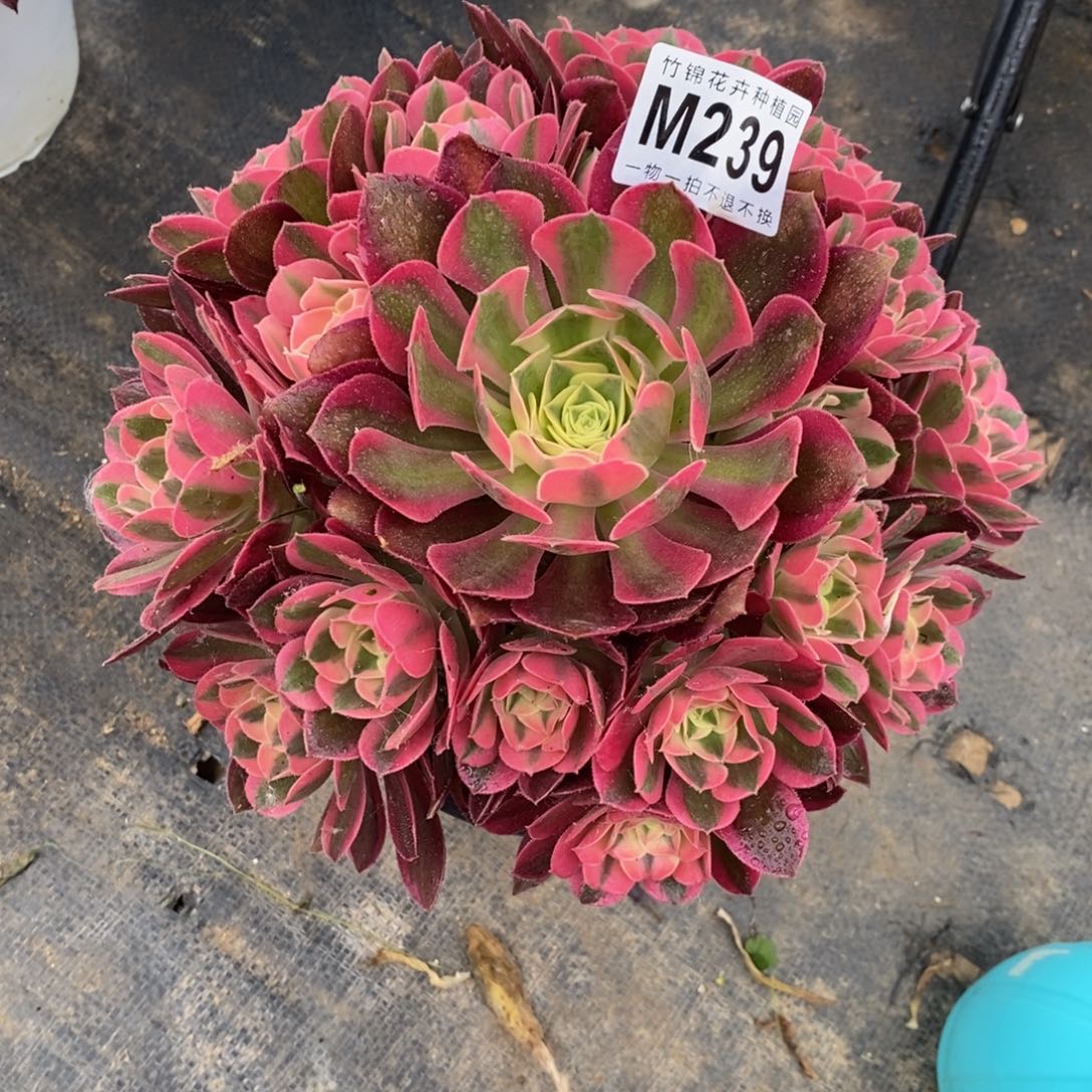 全部花朵239女巫小棵嫩桩