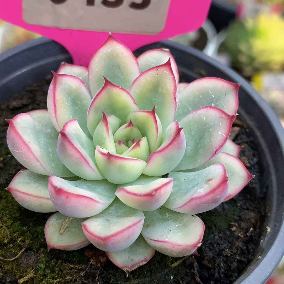 433双12福利哈哈哈哈哈