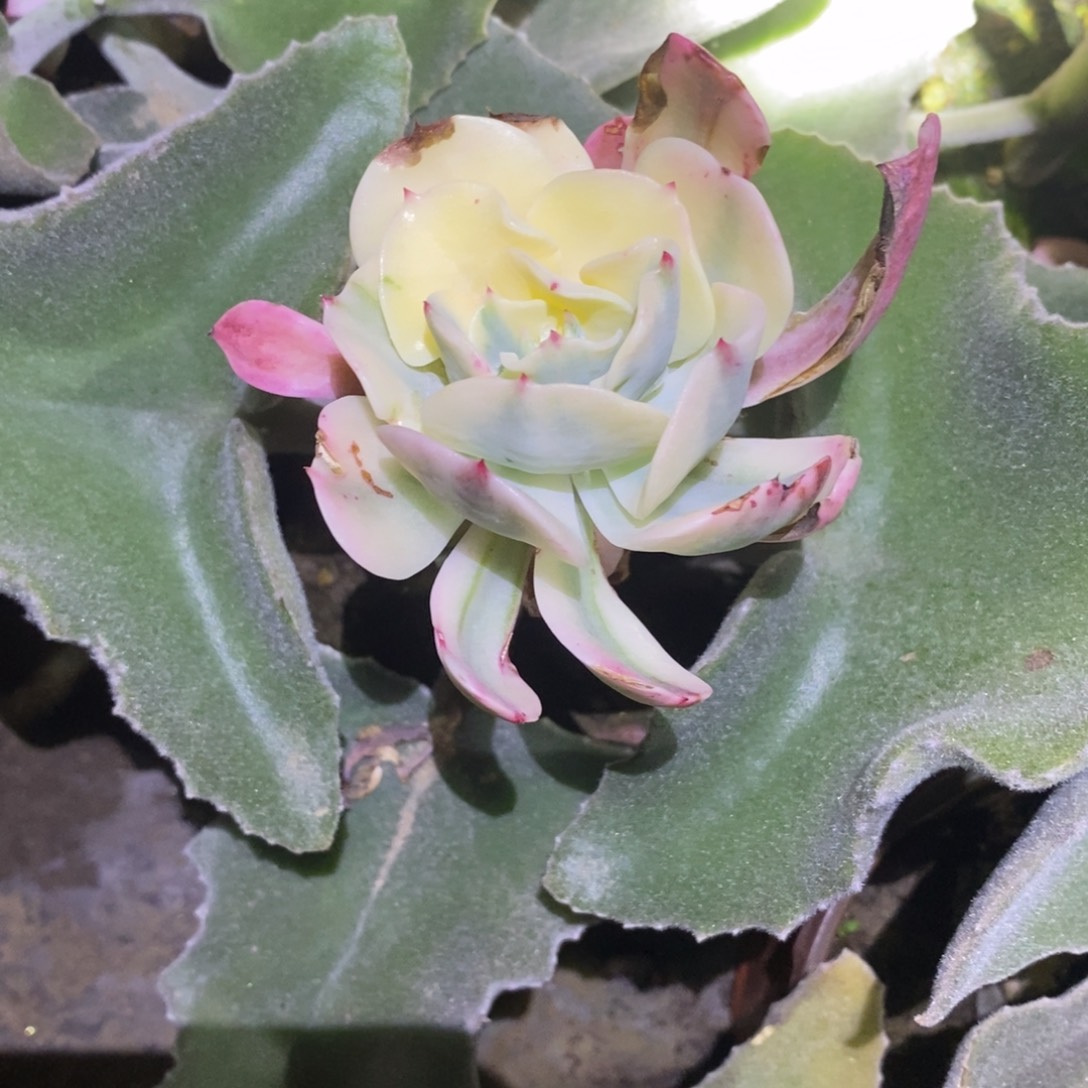 不开花植物太妃苹果锦