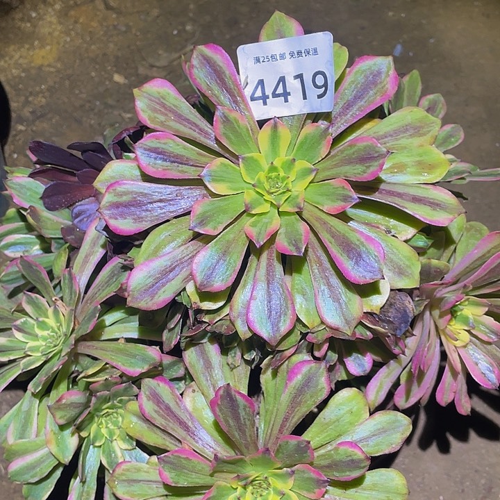 4419粉美肌多肉植物