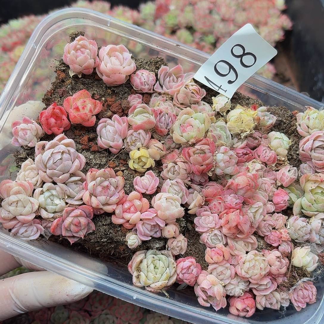 多肉植物多肉植物498