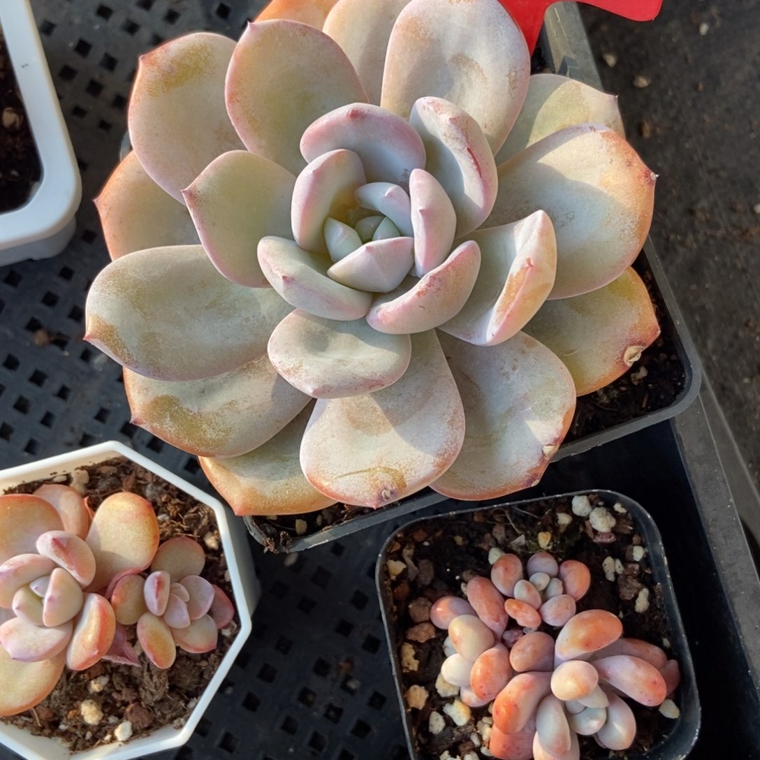 2098奶茶多肉植物多肉