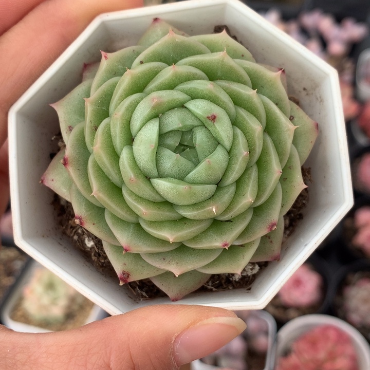 精控绿包子麦秆单头