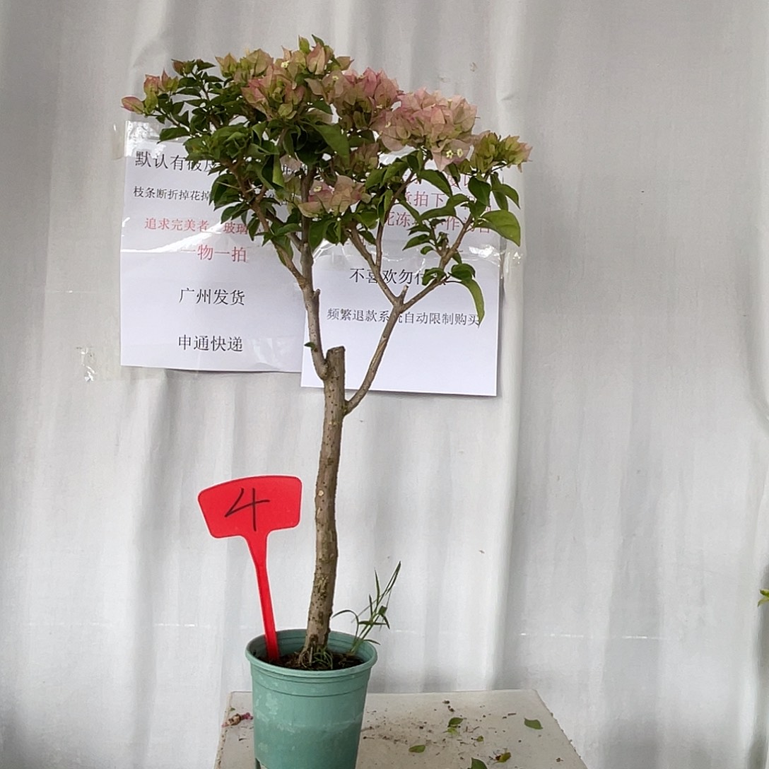 当前无花栽培后可以开花4小画报