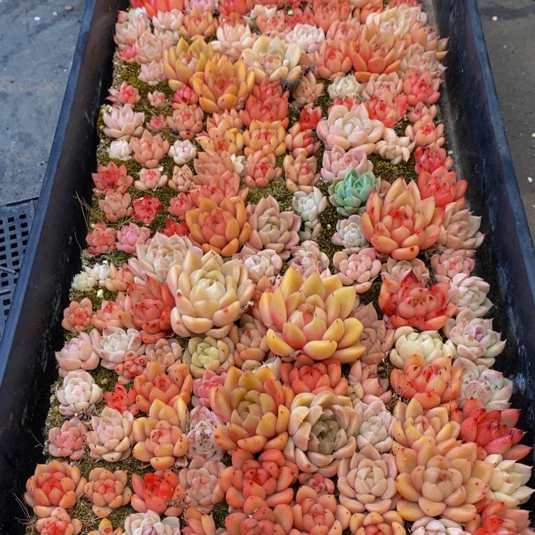 934多肉植物保护研究所所长