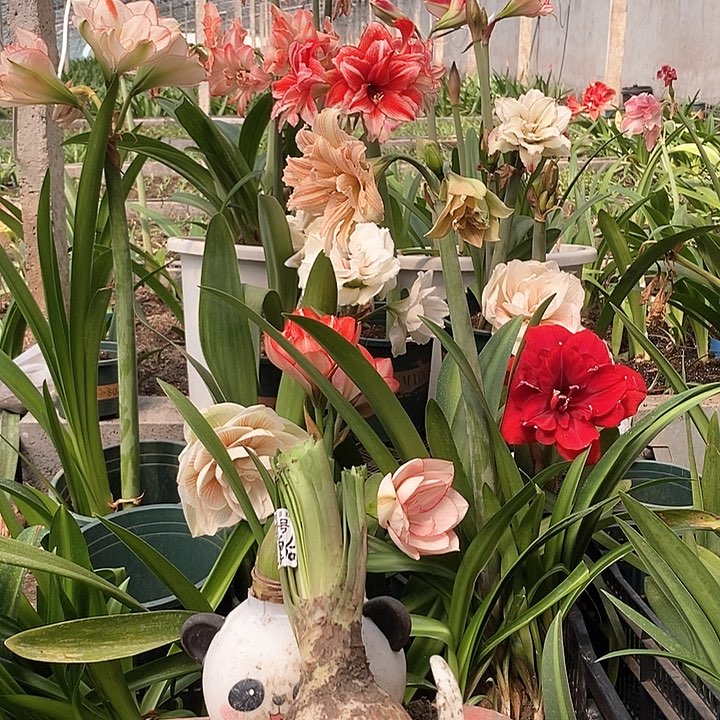 选美皇后6以上带侧225号