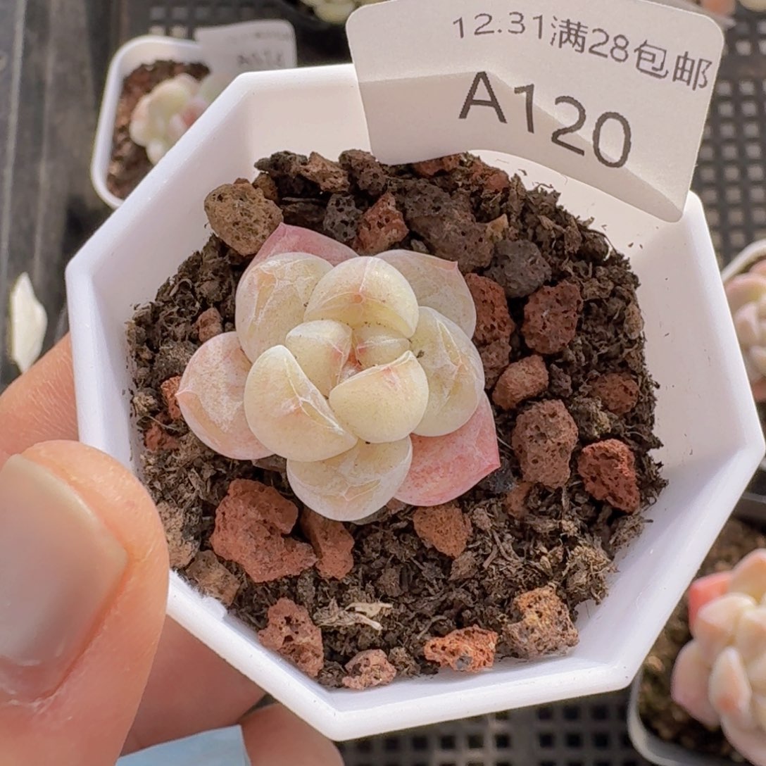 冰玉单头白透糖心一颗