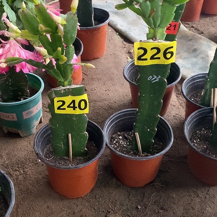 无花朵平**和雅思/240号，073/226号新疆不包邮