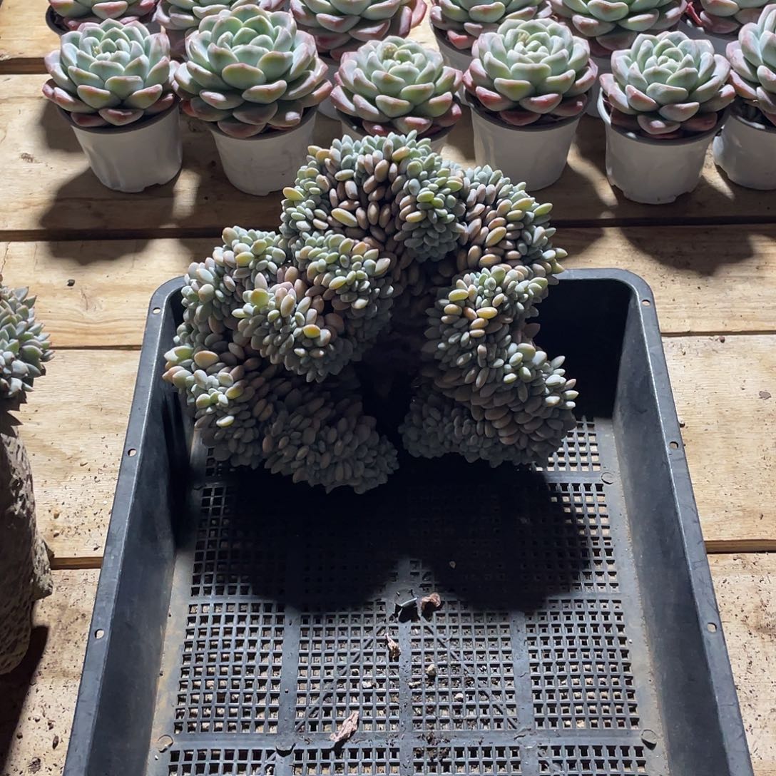 199多肉植物多肉植物