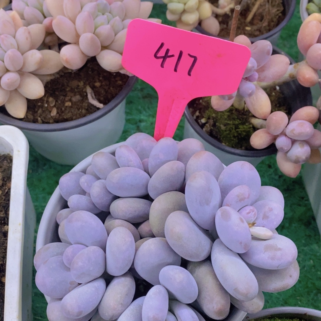 开心多肉，一物一拍，一单包邮，满5给1