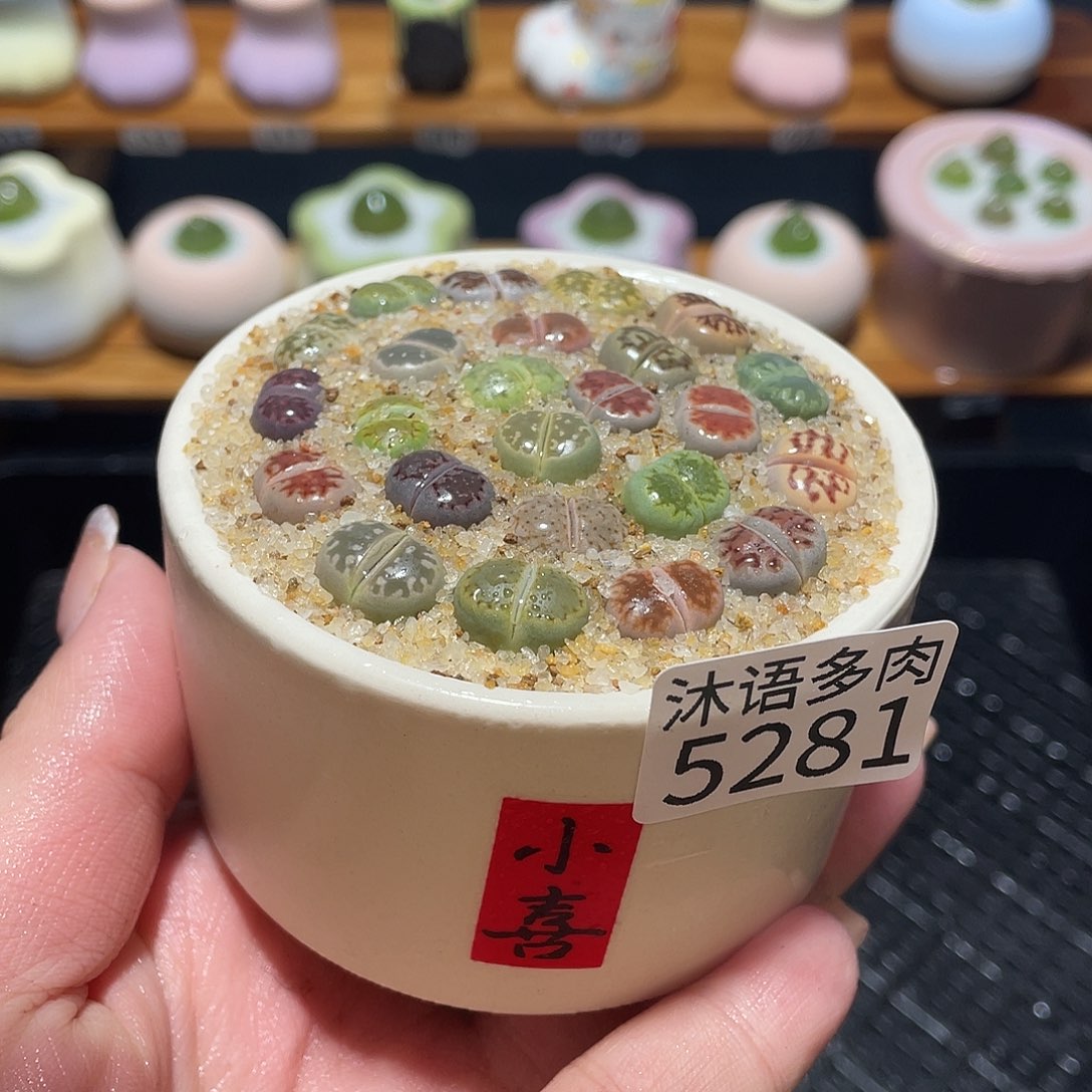 带盆土植物 一物一拍5281