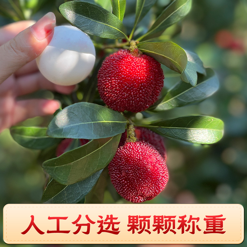 【顺丰次日达】正宗东魁杨梅精品粒装礼品东魁杨梅个大爆汁1斤3斤5斤浙江省