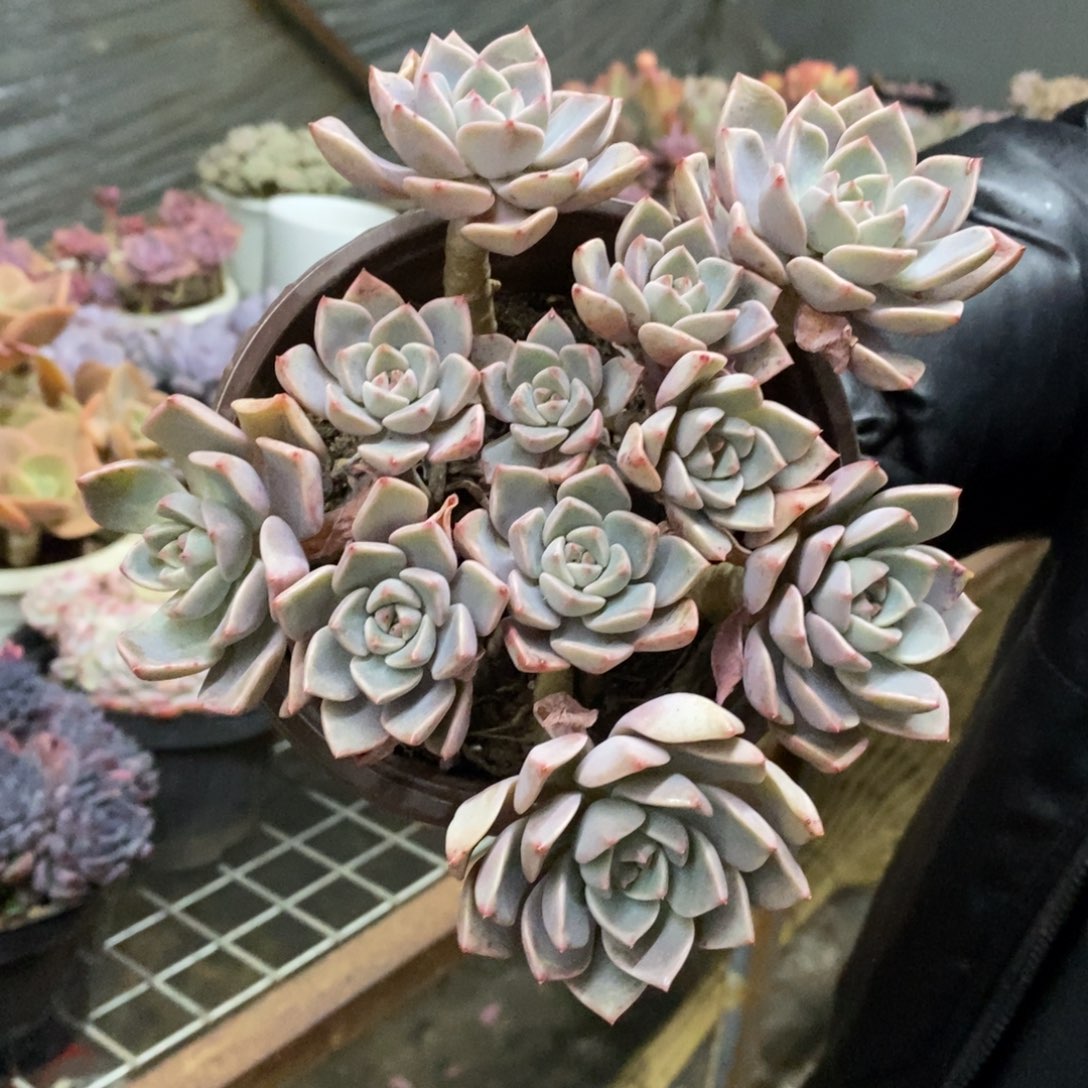 红粉佳人多头群生