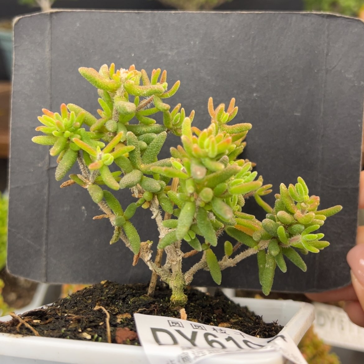 【闪购商品】dy6104狐尾冠幅8.5cm