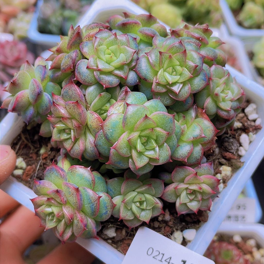 00000000000123一物一拍