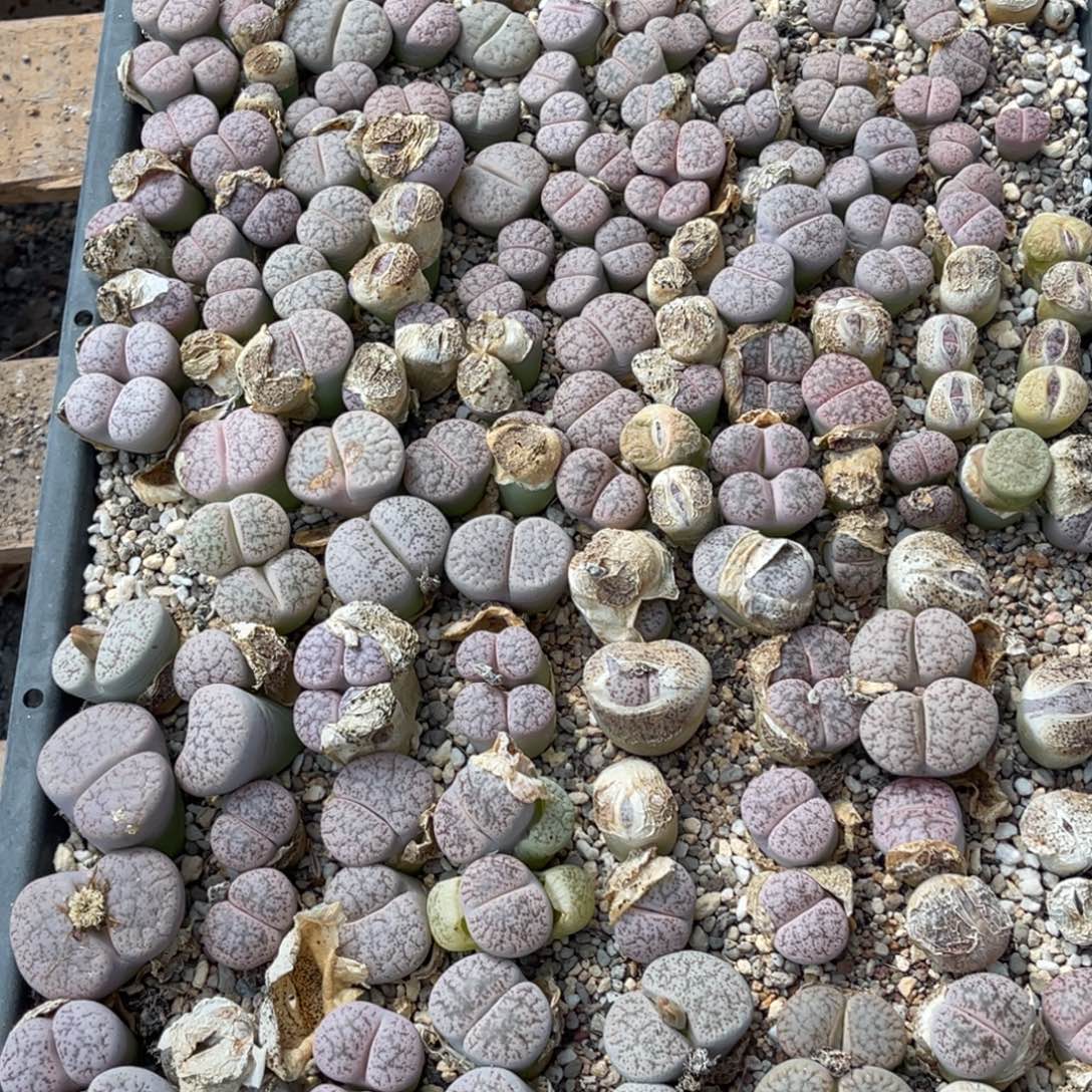 锦***鱼9765福利筐1不售后