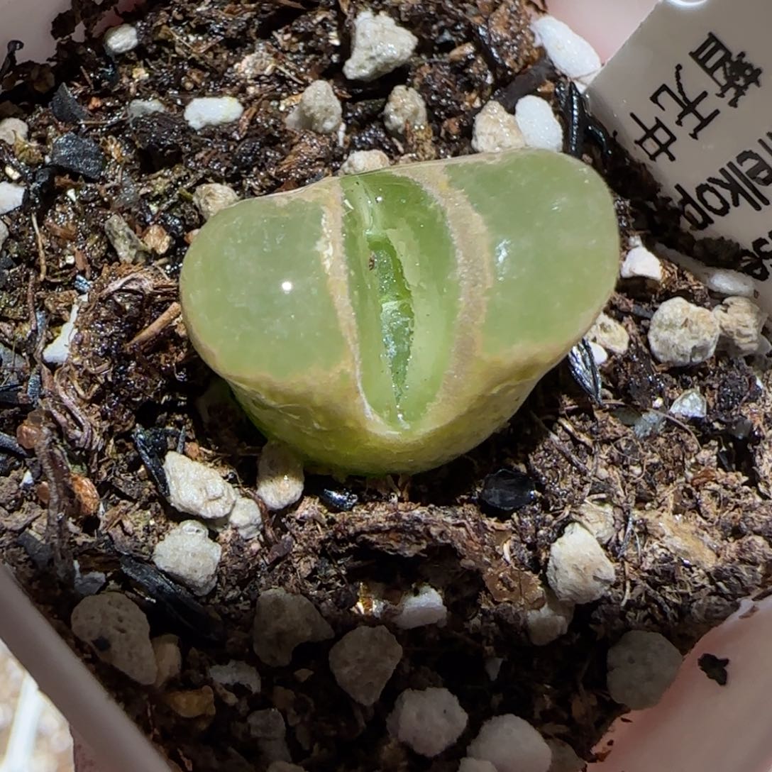 肉锥多肉植物百科-温莎城堡903