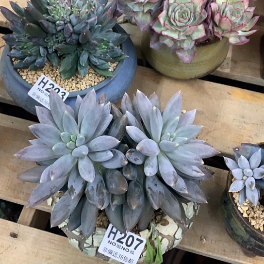 黄胖体哥特207 亏本处理退款拉黑7-8天发货