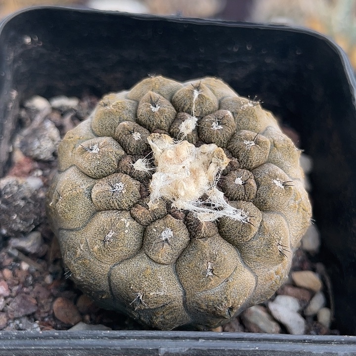 蜥蜴皮实生仙人球