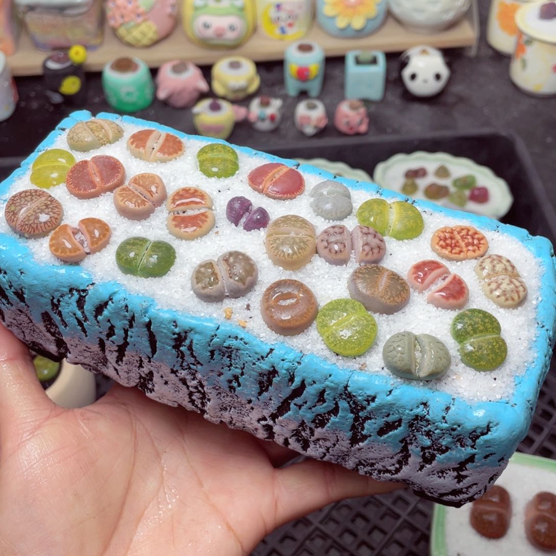 w3152 带盆土发货-零下地区拍保温箱