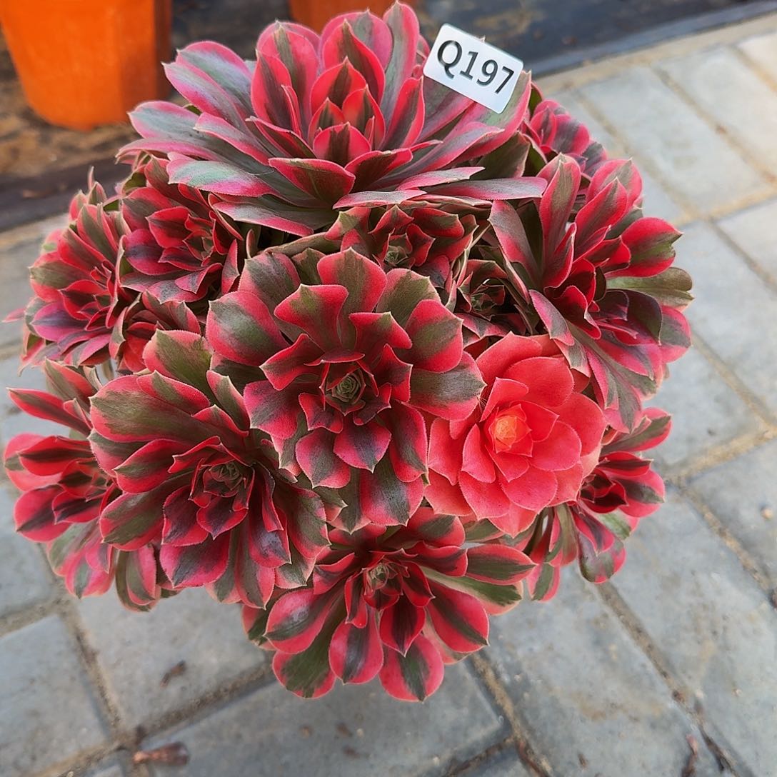 邻*197粉女妖44冠服25左右