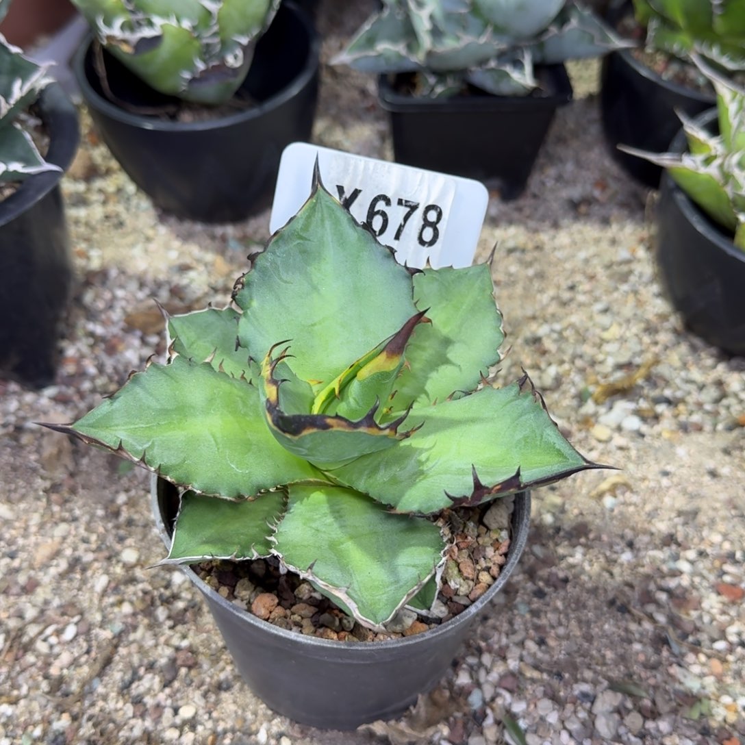 福利黑火焰13公分脱土发