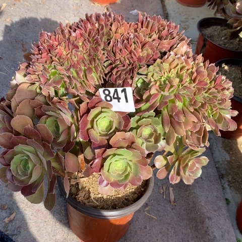 玫瑰缀多肉植物法师不包损