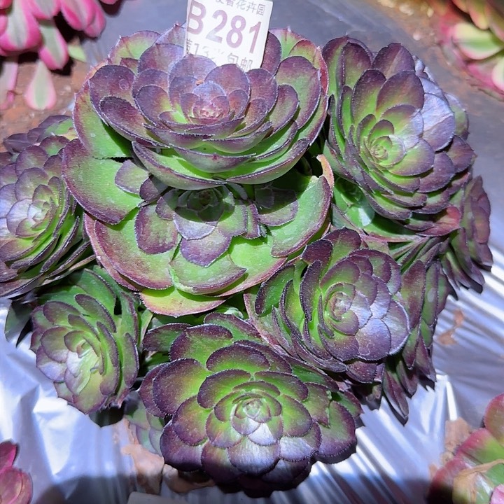 多肉法师海珊瑚多