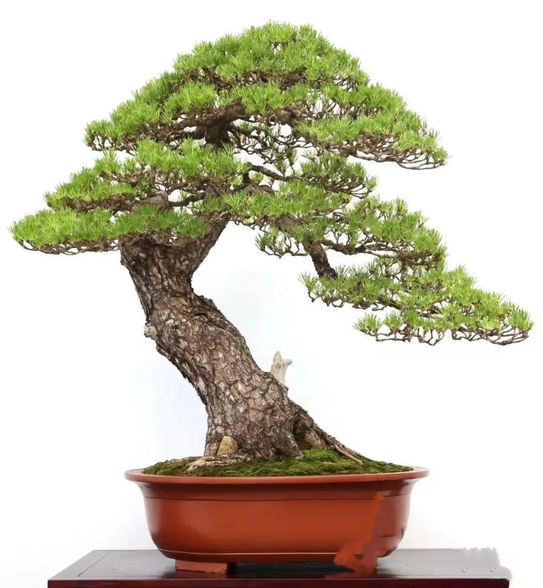 五针松罗汉松黑松庭院别墅绿植 一物一拍 基地直发