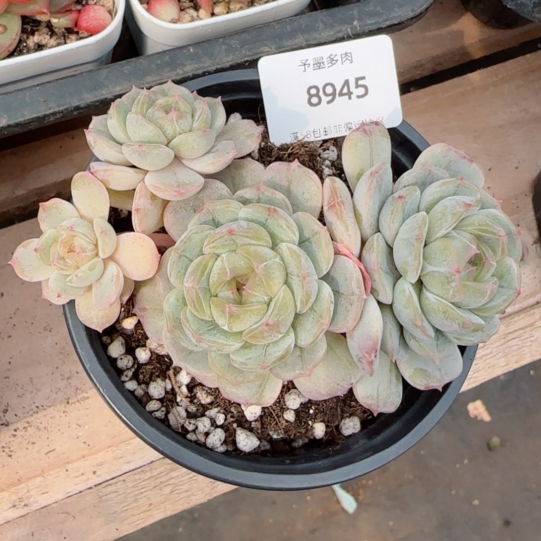 白恋，8945多肉植物