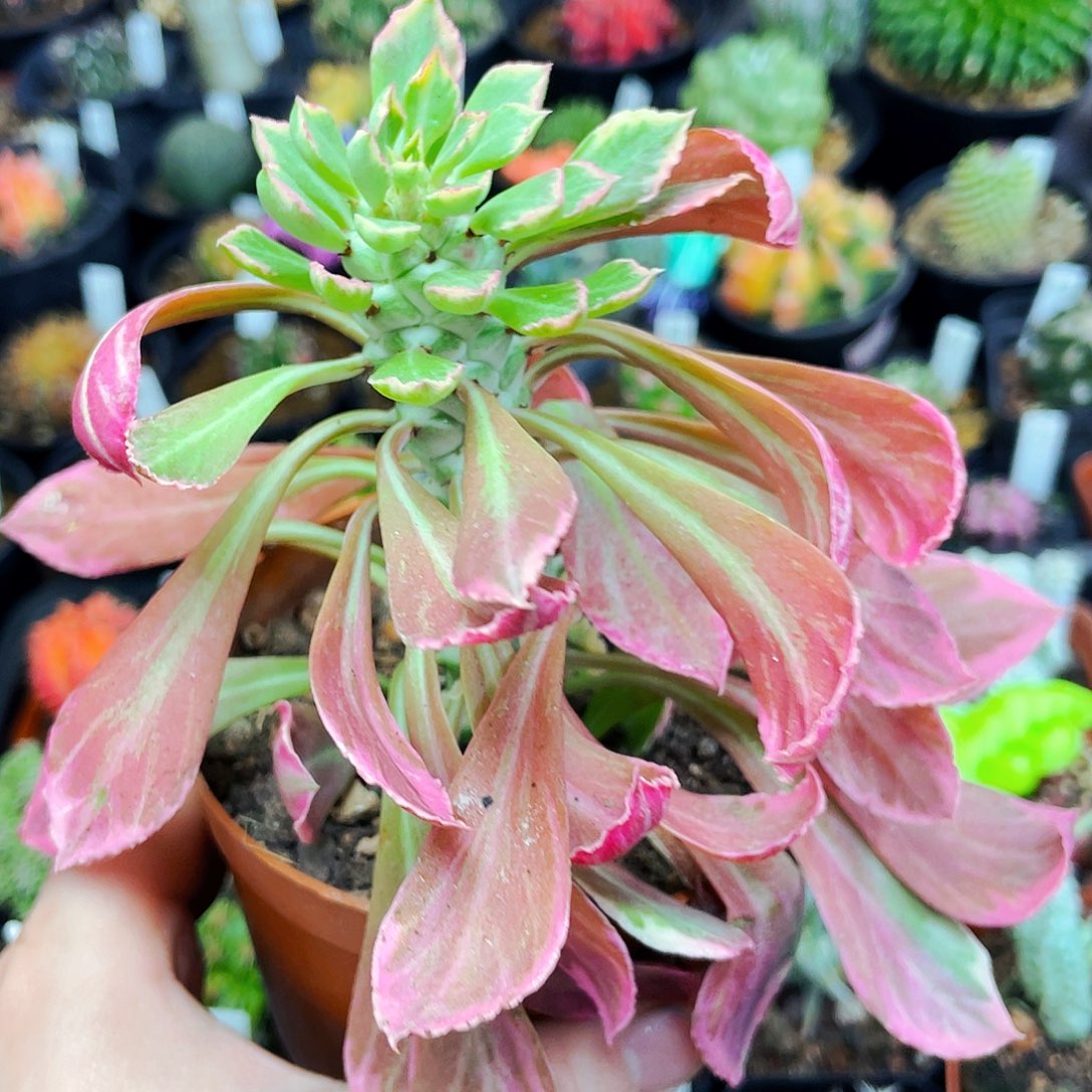 非偏远地区满25包邮仙人球